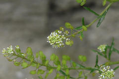 Lepidium sativum